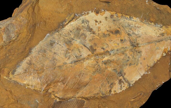 Paleocene Fossil Leaf - North Dakota #95505